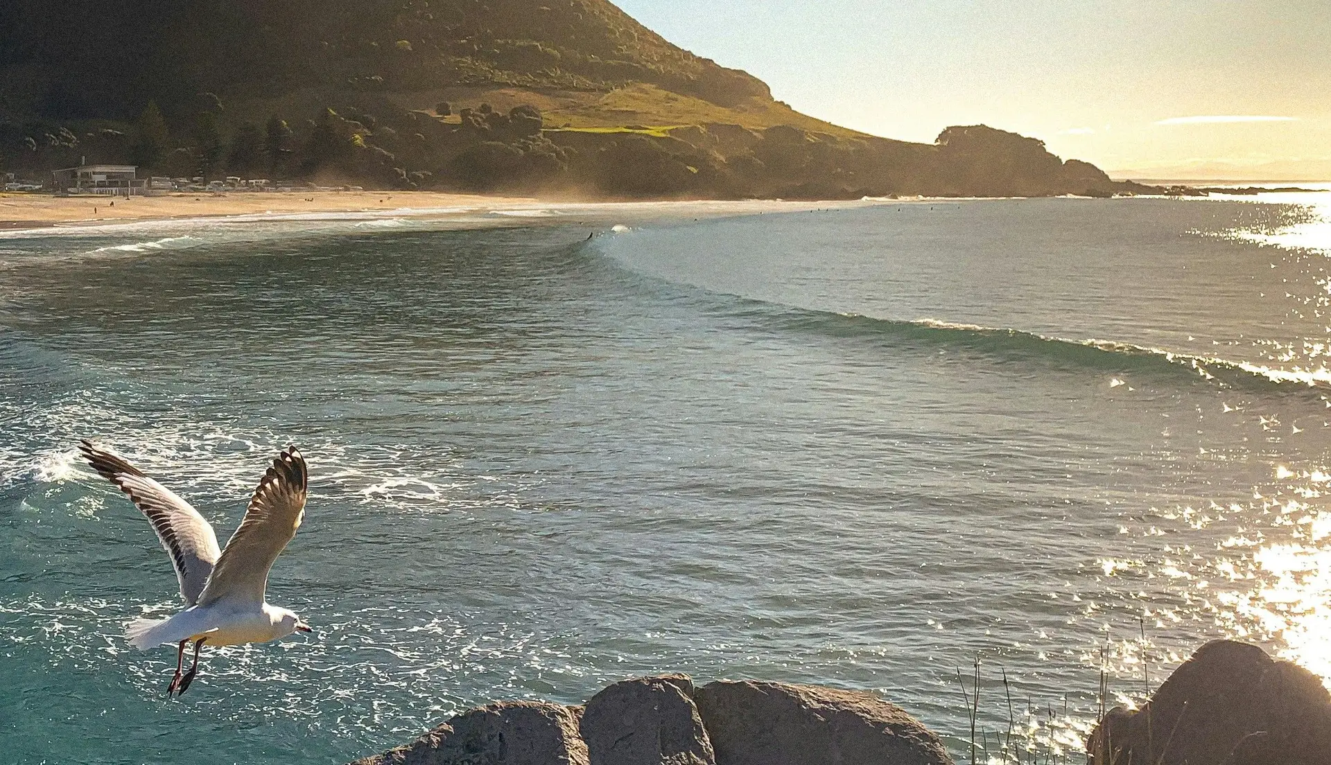 Mouette en plein vol au-dessus d'une plage à Mount Maunganui