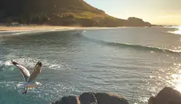 Mouette en plein vol au-dessus d'une plage à Mount Maunganui
