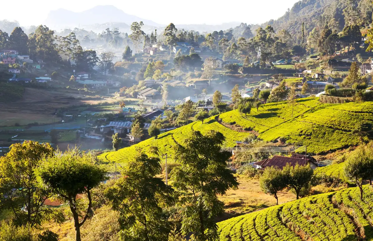 Voyage au Sri Lanka : panoramas des hauts plateaux et plantations de thé verdoyantes