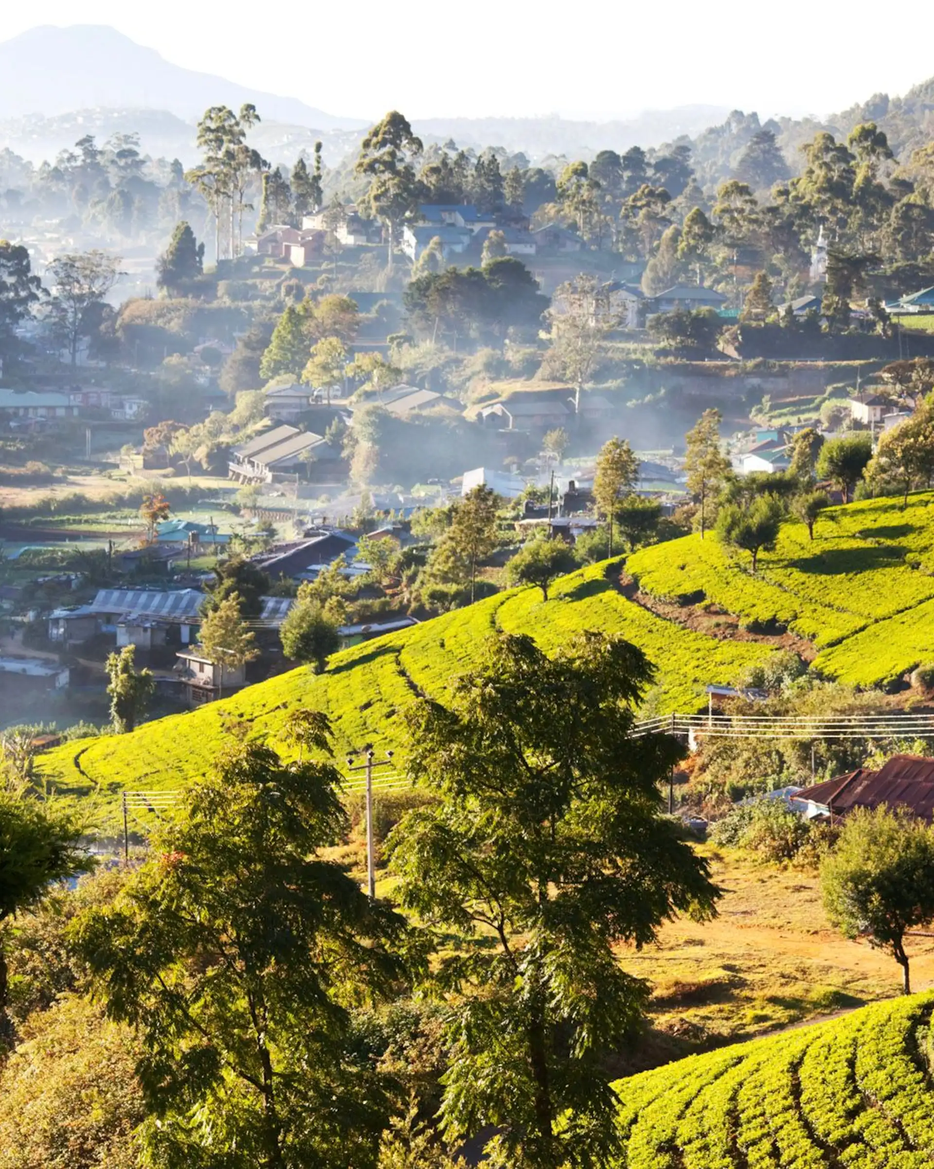 Voyage au Sri Lanka : panoramas des hauts plateaux et plantations de thé verdoyantes