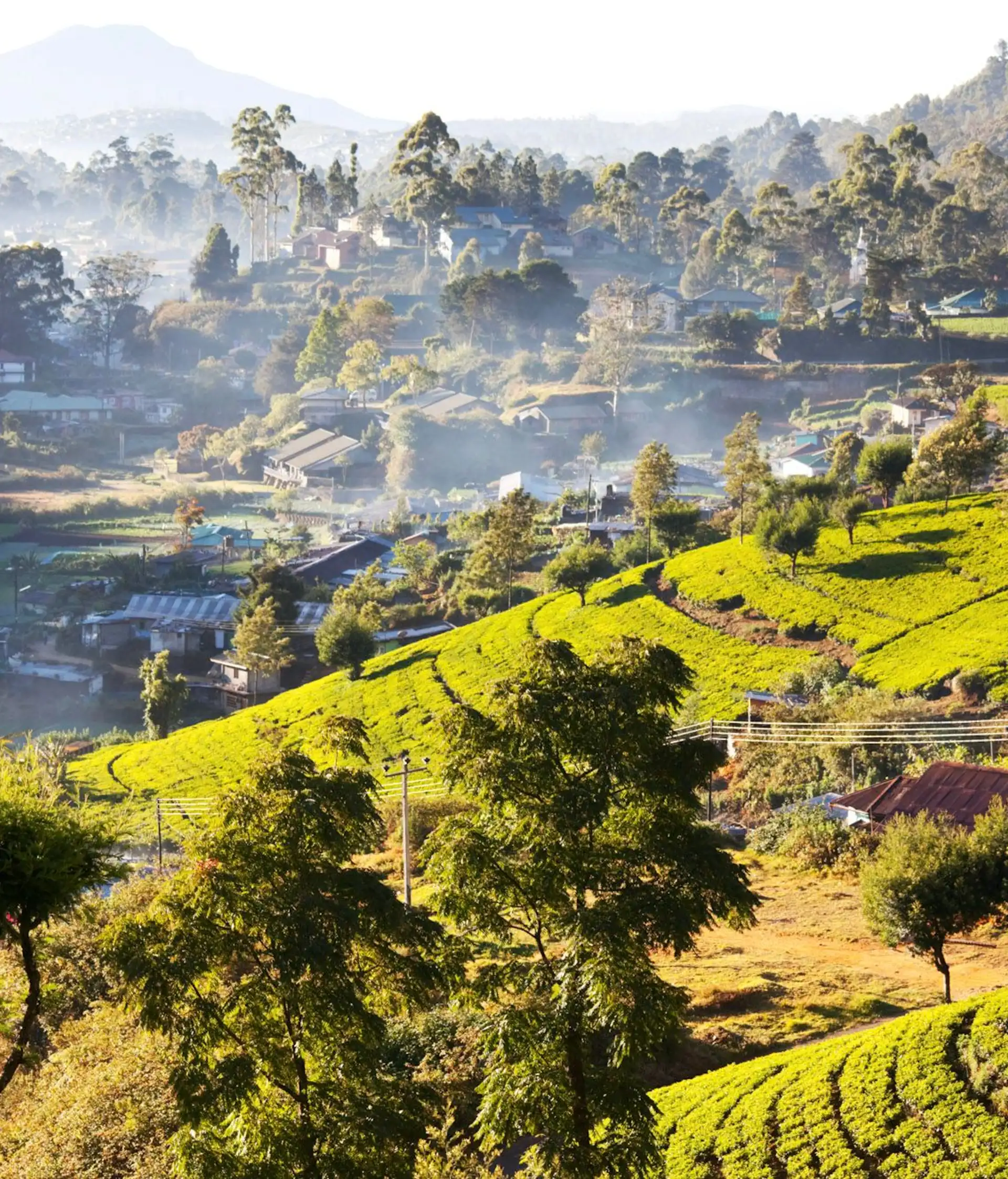 Voyage au Sri Lanka : panoramas des hauts plateaux et plantations de thé verdoyantes
