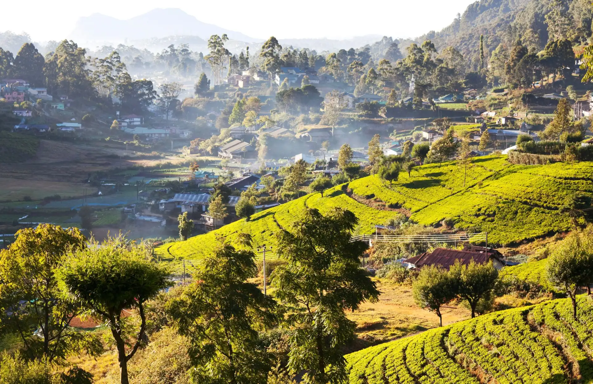 Voyage au Sri Lanka : panoramas des hauts plateaux et plantations de thé verdoyantes