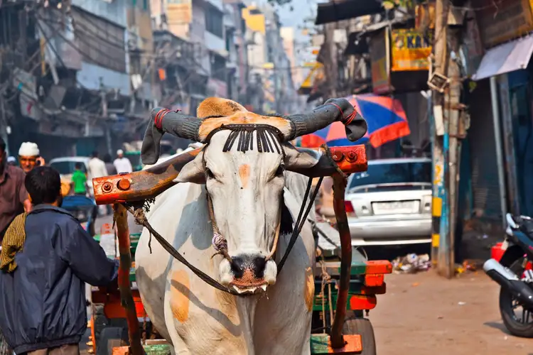 Arrivée à Delhi : accueil personnalisé, journée libre et dîner de bienvenue pour débuter votre circuit au Rajasthan