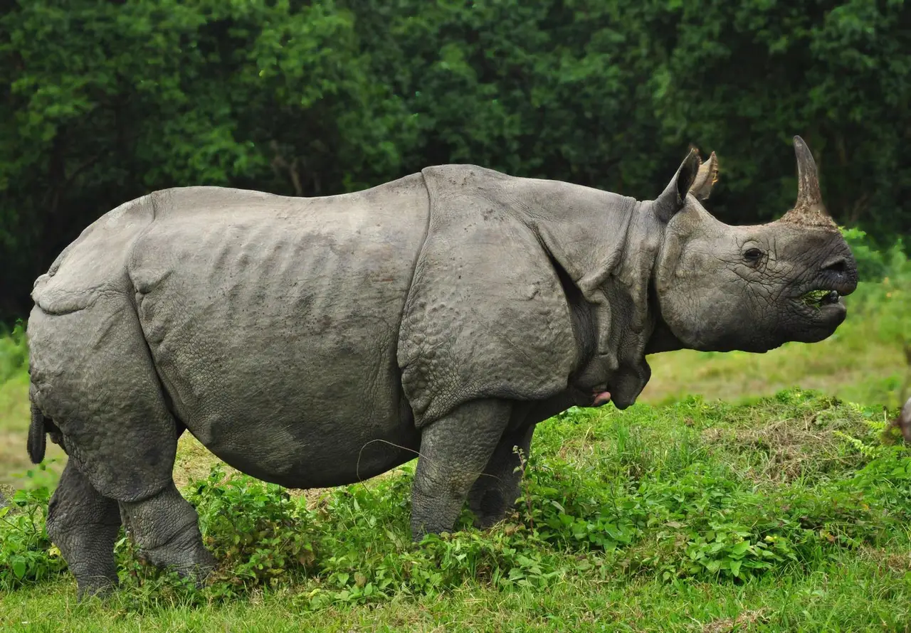 Safari à Chitwan : observer le rhinocéros unicorne et la faune sauvage du Népal