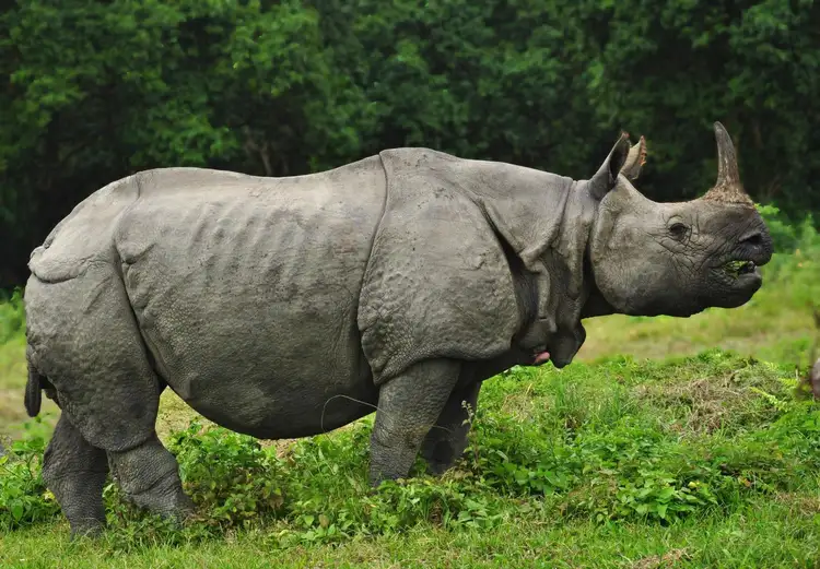 Safari à Chitwan : observer le rhinocéros unicorne et la faune sauvage du Népal