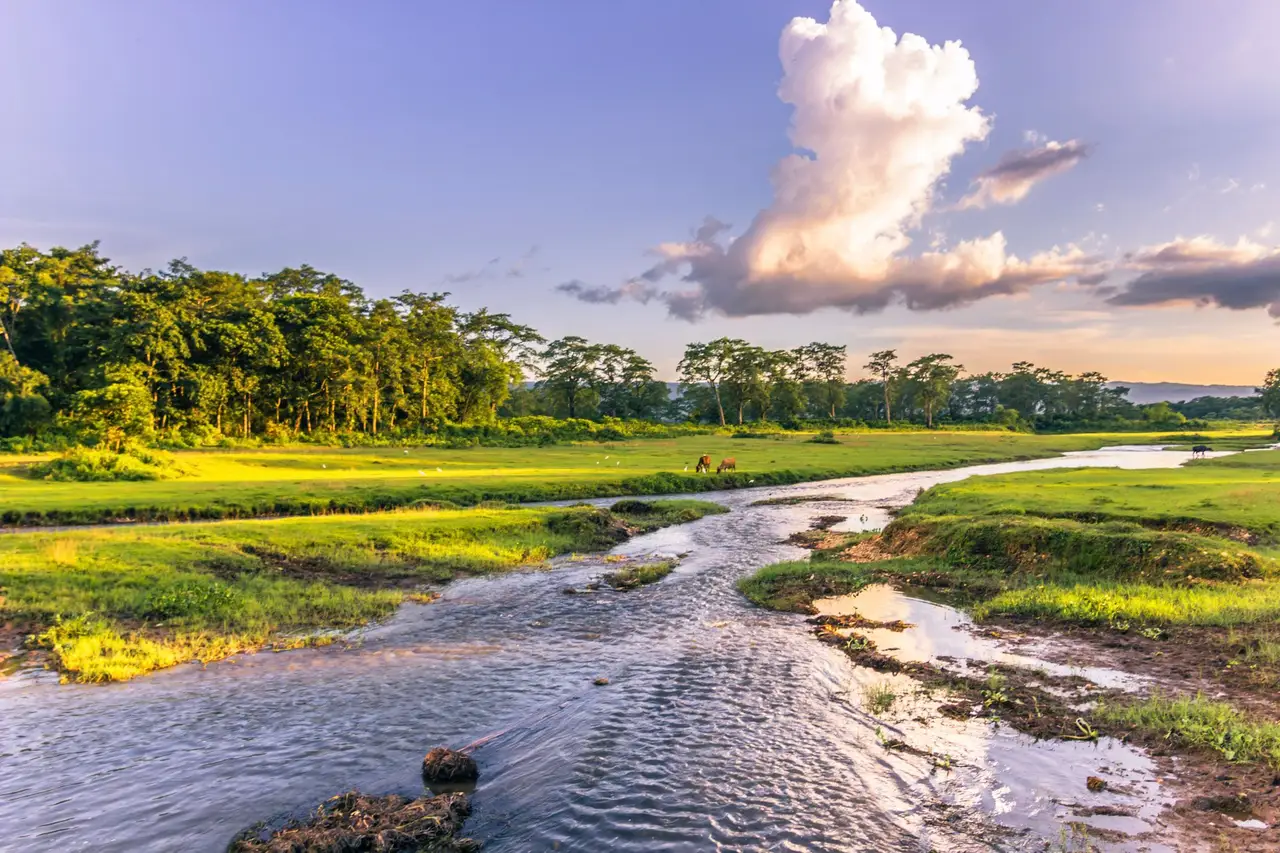 Parc National de Chitwan : safari, jungle et nature sauvage au Népal[cite: 10]