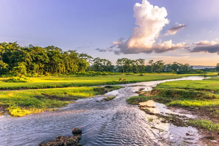 Parc National de Chitwan : safari, jungle et nature sauvage au Népal[cite: 10]