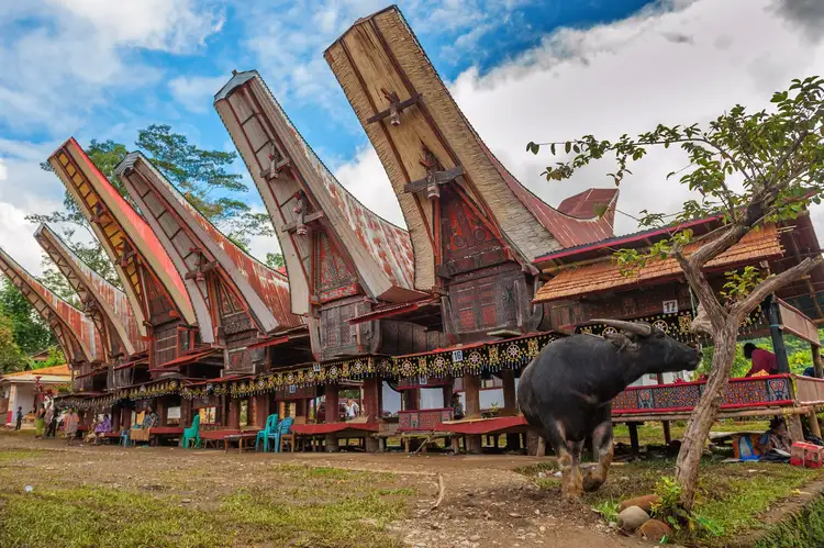 Randonnée à Rantepao : panoramas de Batutumonga, site de Marante et traditions toraja