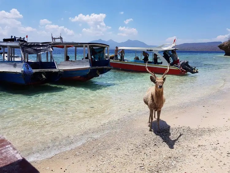 Voyage de Java à Bali : excursion sur l'île de Menjangan et fonds marins à Pemuteran