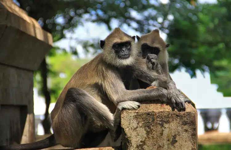 De Trincomalee à Anuradhapura : exploration de l'ancienne capitale sacrée et du Sri Maha Bodhi