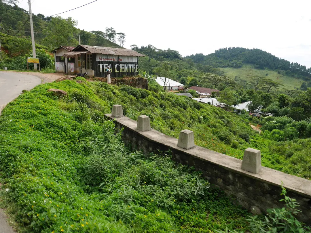 Plantation de thé dans les hauts plateaux du Sri Lanka