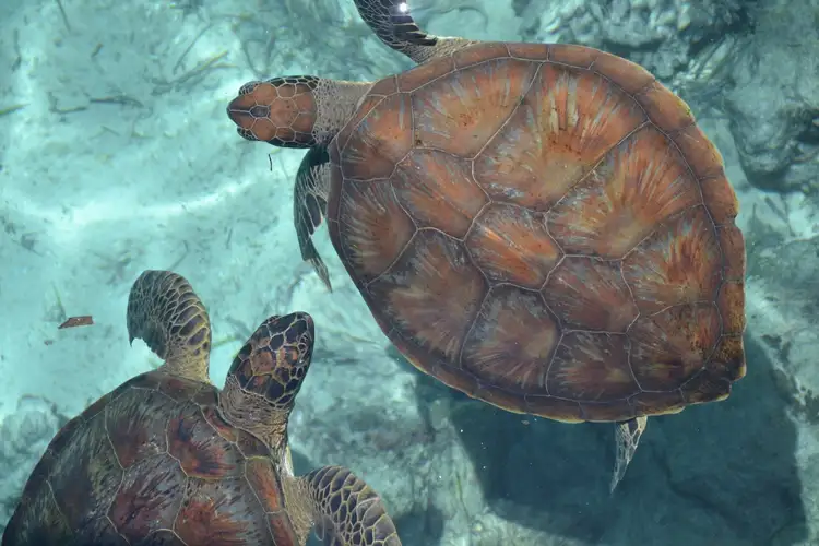 Tortue marine nageant dans les eaux claires et turquoise au large des plages de Bira à Sulawesi en Indonésie