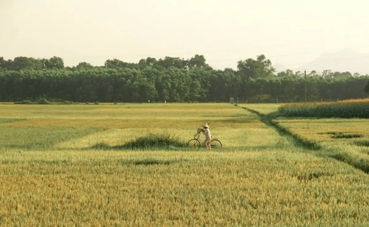 Fahrrad Tour Reisfelder nach Tam Giang