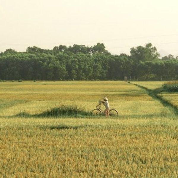 Fahrrad Tour Reisfelder nach Tam Giang