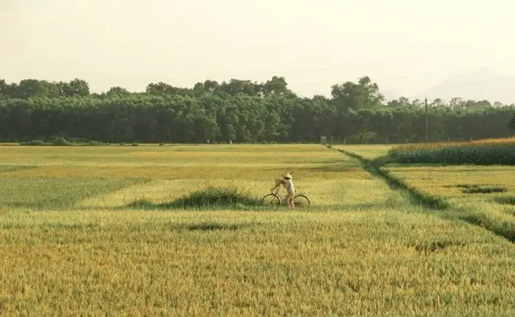 Fahrrad Tour Reisfelder nach Tam Giang