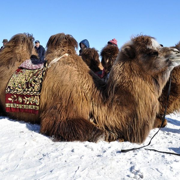 Deux chameaux accroupis sur la neige