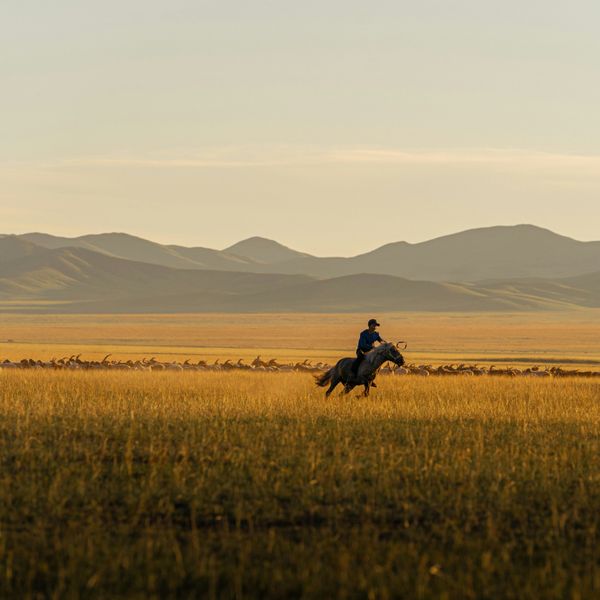 Cavalier sur son cheval au galop au milieu des montagnes