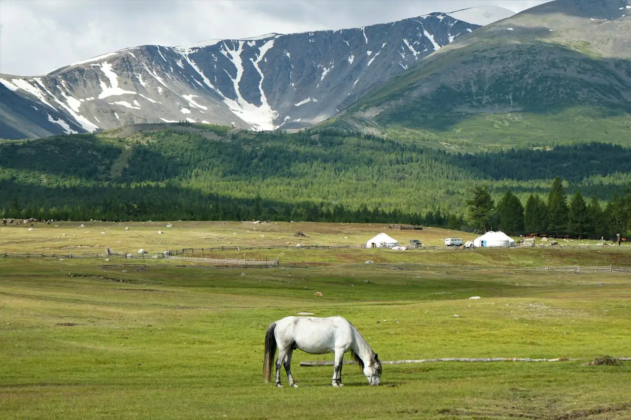 Cheval au milieu d'une steppe