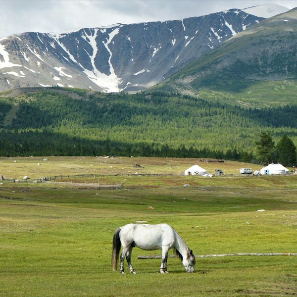 Cheval au milieu d'une steppe