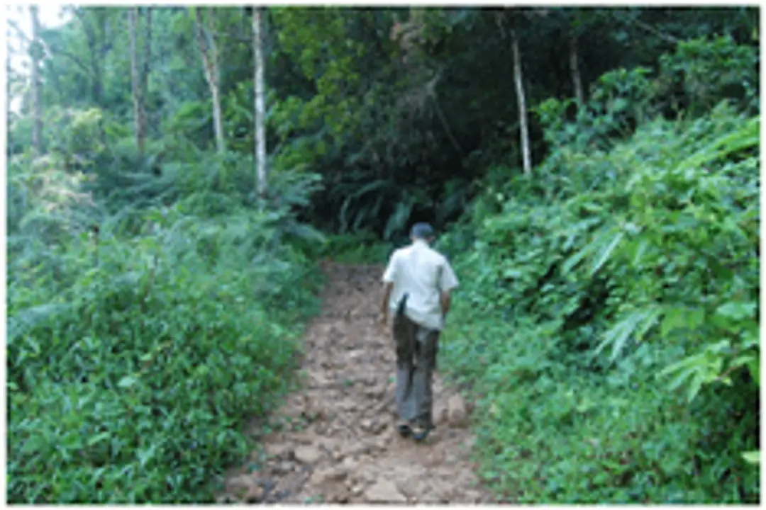 sinharaja forest sinharaja forest