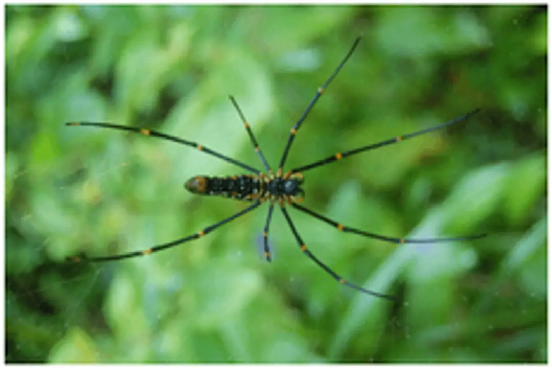 spider in sinharaja forest spider in sinharaja forest
