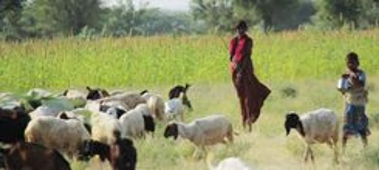 bishnoi-rajasthan