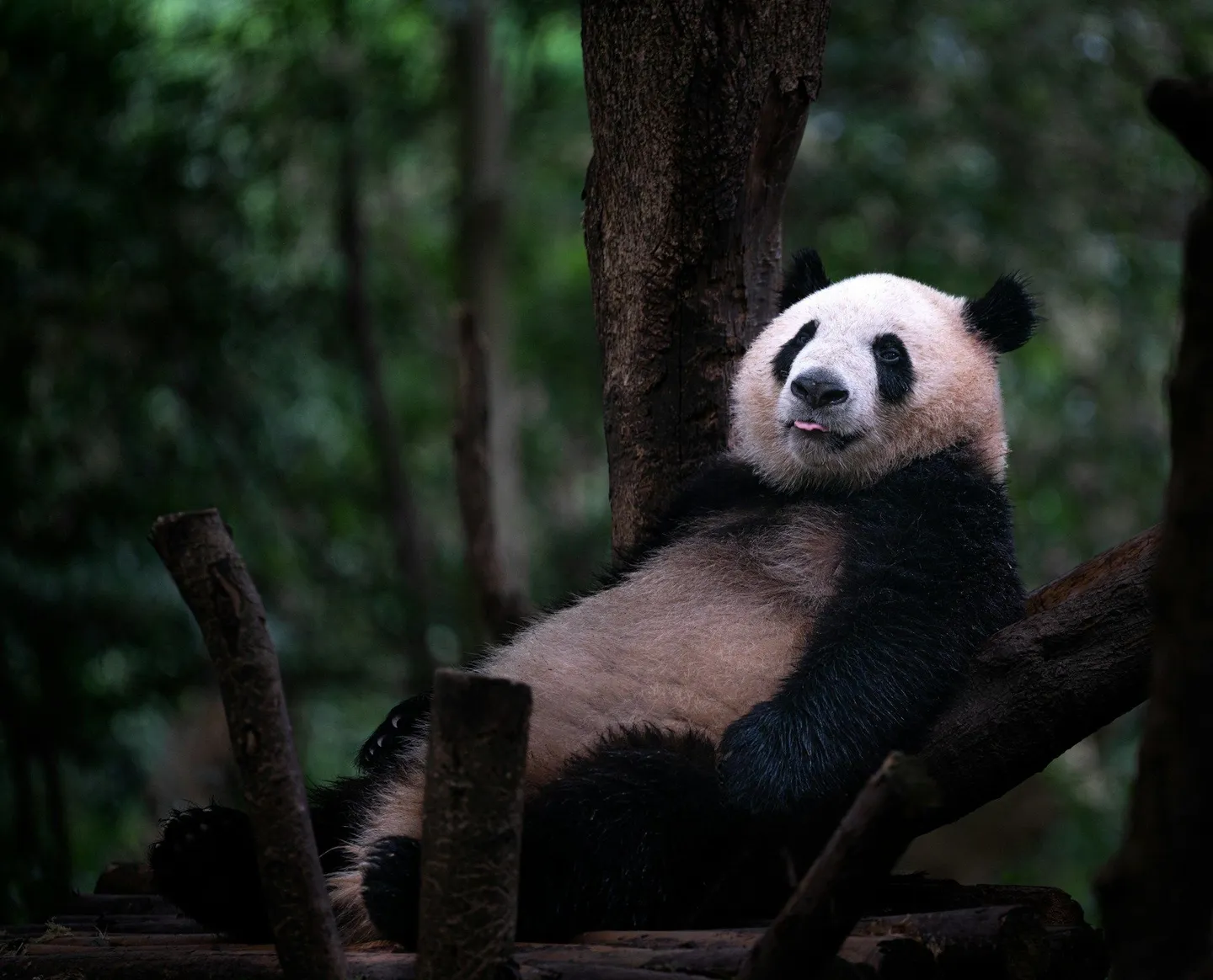 Panda tirant la langue, allongé sur une branche d'arbre