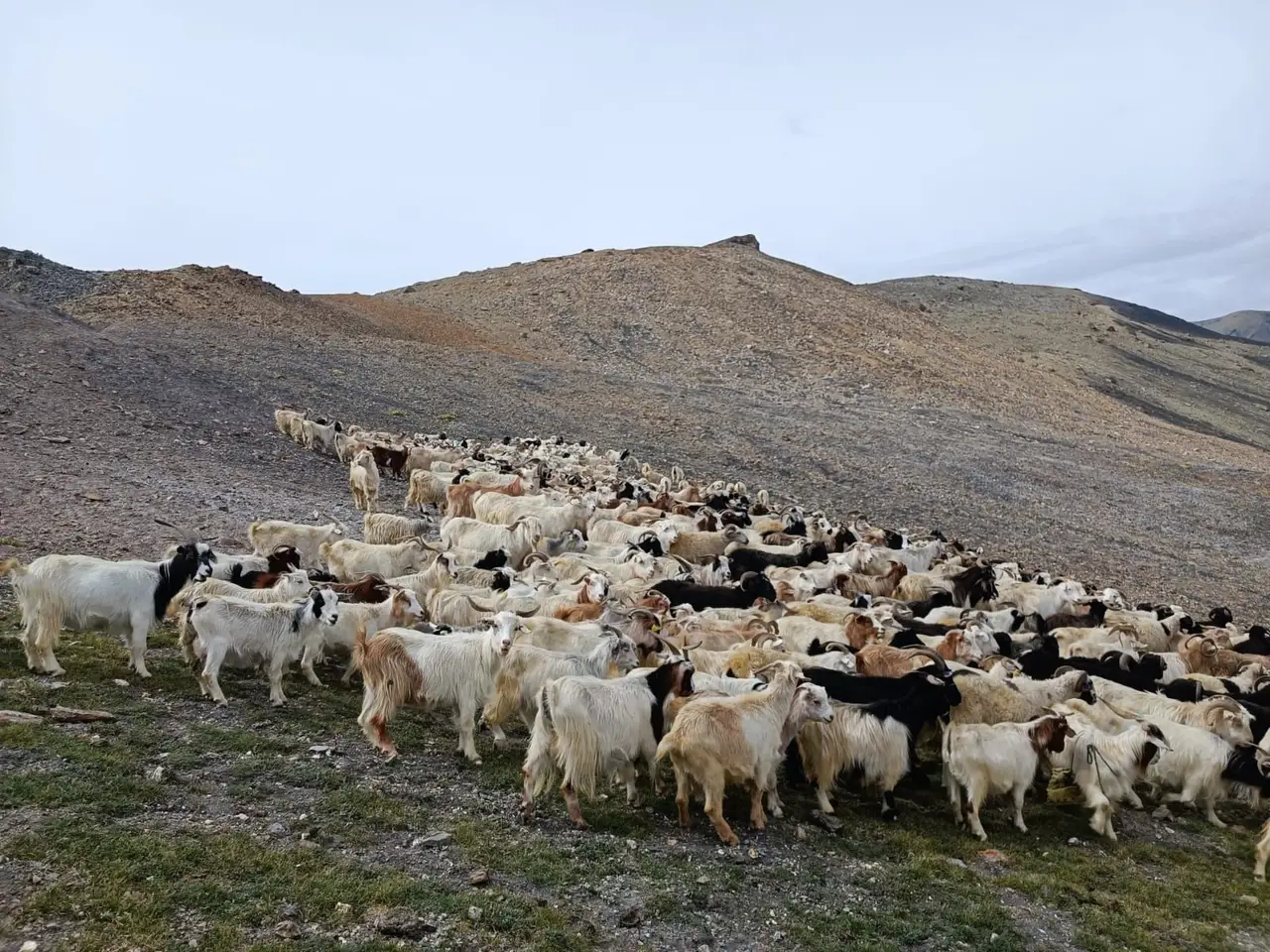 troupe de chevres pashminas au ladakh 
