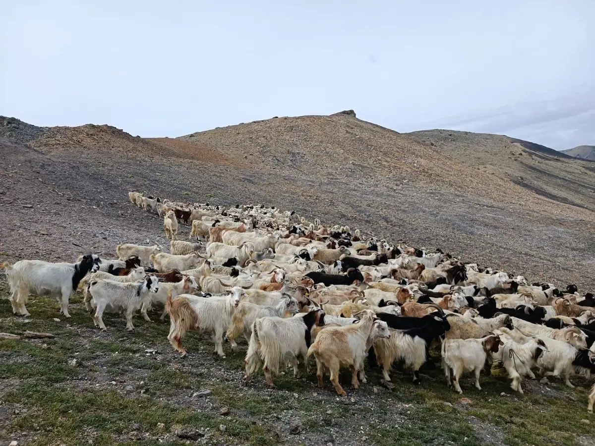 troupe de chevres pashminas au ladakh 