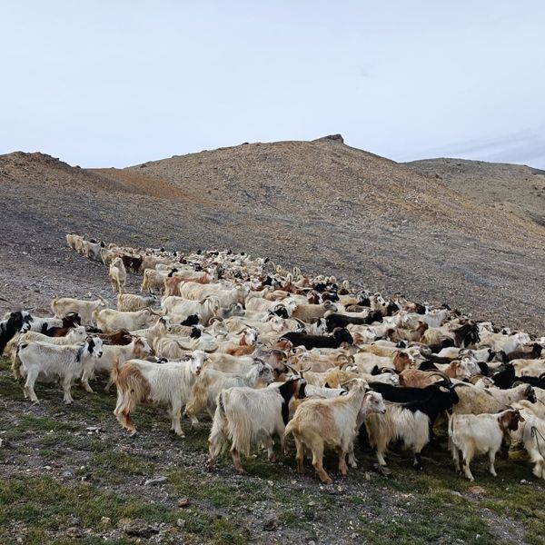 troupe de chevres pashminas au ladakh 