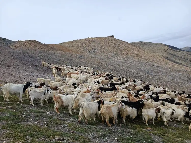 troupe de chevres pashminas au ladakh 