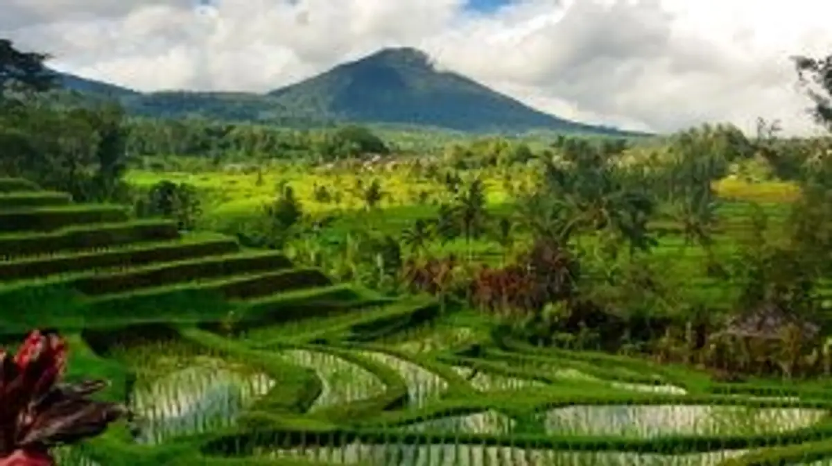 Voyage en Asie — Rizières en terrasses à Bali : collines verdoyantes avec parcelles inondées reflétant la lumière, typiques du système d'irrigation Subak.