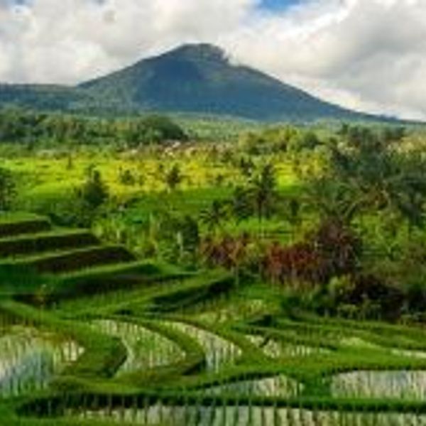 Voyage en Asie — Rizières en terrasses à Bali : collines verdoyantes avec parcelles inondées reflétant la lumière, typiques du système d'irrigation Subak.