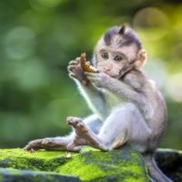 Voyage en Asie — Gros plan d'un jeune macaque à Bali, assis sur une roche recouverte de mousse dans la forêt, tenant un fruit et regardant l'objectif avec curiosité.