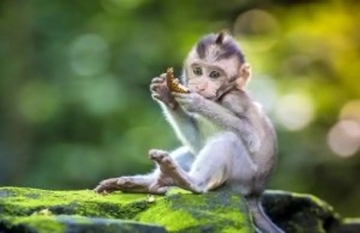 Voyage en Asie — Gros plan d'un jeune macaque à Bali, assis sur une roche recouverte de mousse dans la forêt, tenant un fruit et regardant l'objectif avec curiosité.