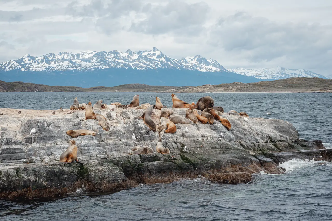 Voyage en Argentine – Colonie d'otaries se reposant sur un îlot du canal de Beagle à Ushuaia, devant les montagnes enneigées de la Terre de Feu.