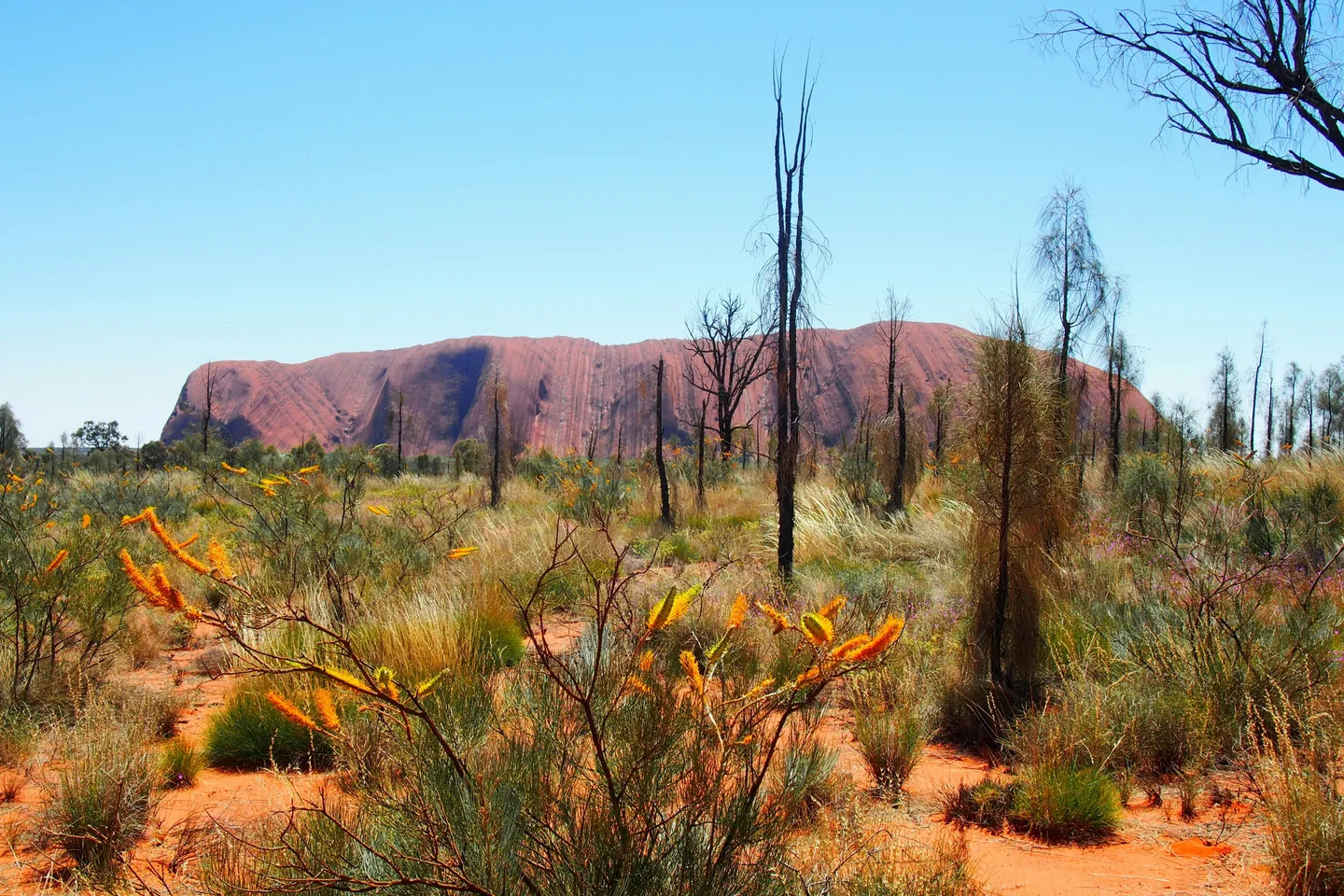 Végétation sauvage du désert avec le rocher sacré d'Uluru en arrière-plan sous un ciel clair