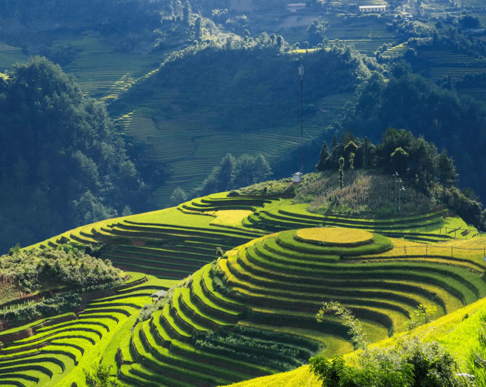 Des rizières en terrasses verdoyantes et sculptées à flanc de colline sous une lumière contrastée dans la région de Mu Cang Chai au Vietnam.