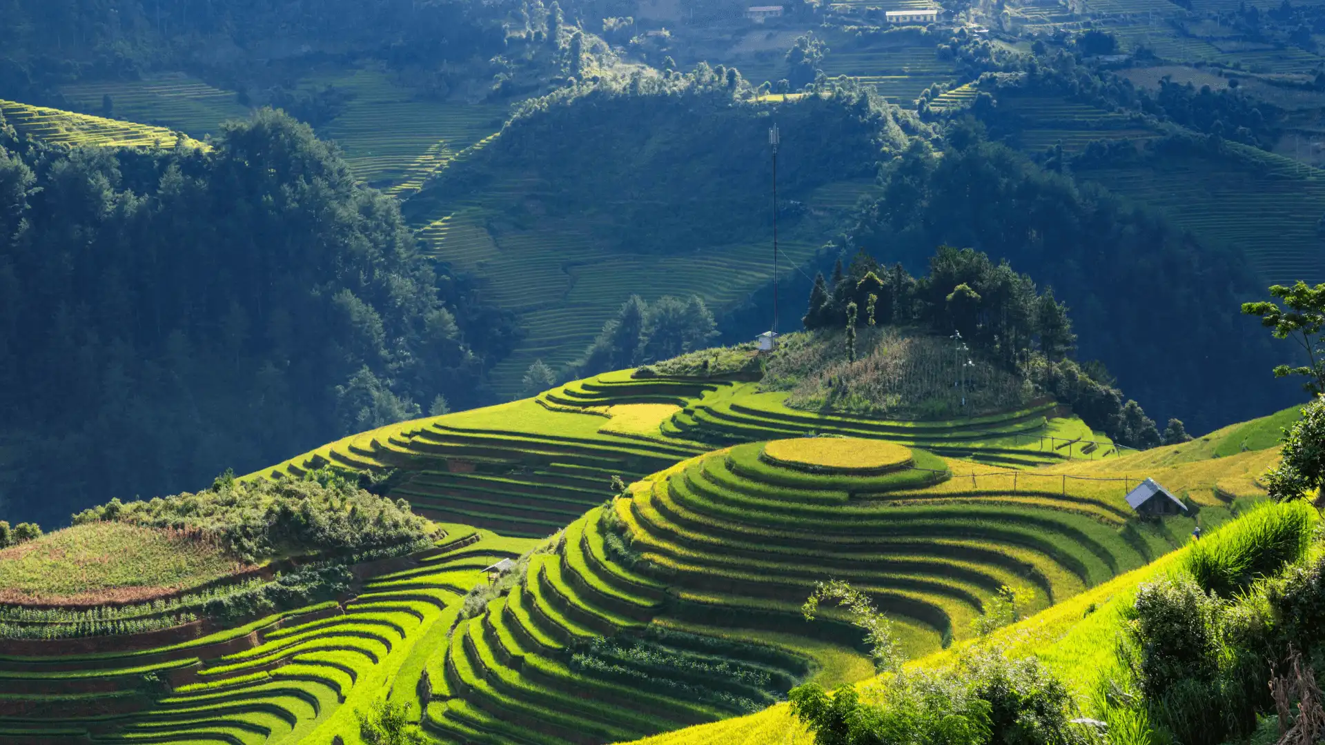 Des rizières en terrasses verdoyantes et sculptées à flanc de colline sous une lumière contrastée dans la région de Mu Cang Chai au Vietnam.