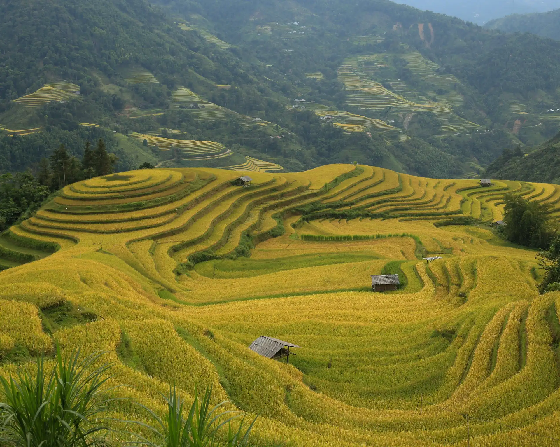 Voyager dans le Nord du Vietnam en octobre – Paysage spectaculaire de rizières en terrasses dorées à perte de vue dans les montagnes.