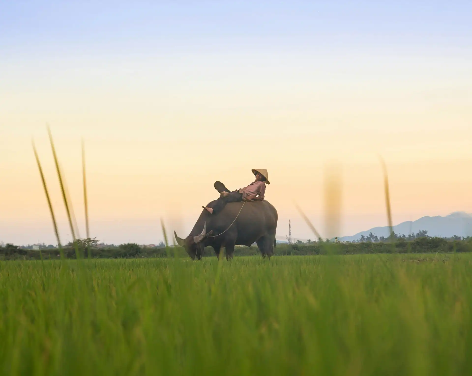 Voyage au Vietnam – Personne sur un buffle d'eau au milieu des rizières verdoyantes de Hoi An au coucher du soleil.
