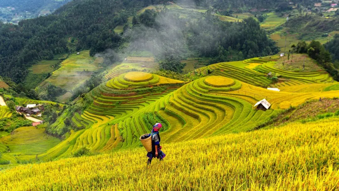 vietnam-rizières-sapa.jpg