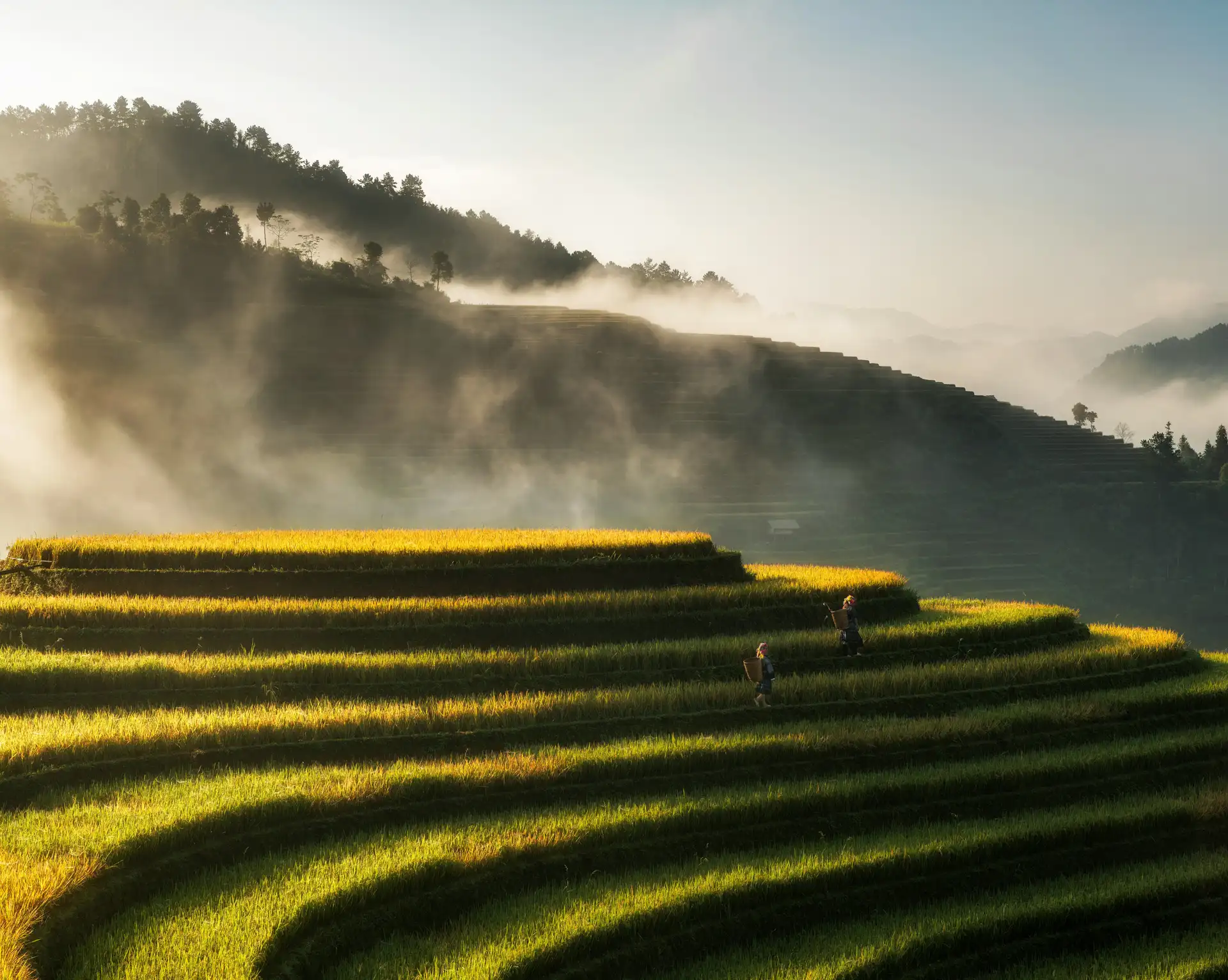 Rizières en terrasses embrumées à Sapa lors d'un trek au Vietnam