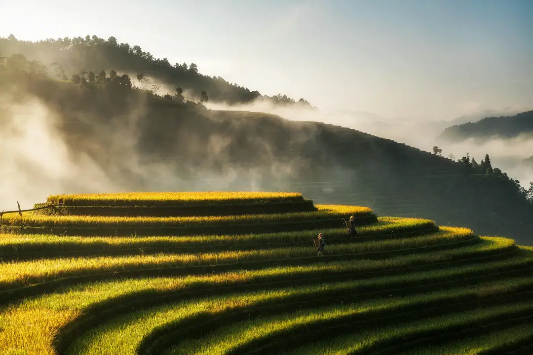 Rizières en terrasses embrumées à Sapa lors d'un trek au Vietnam