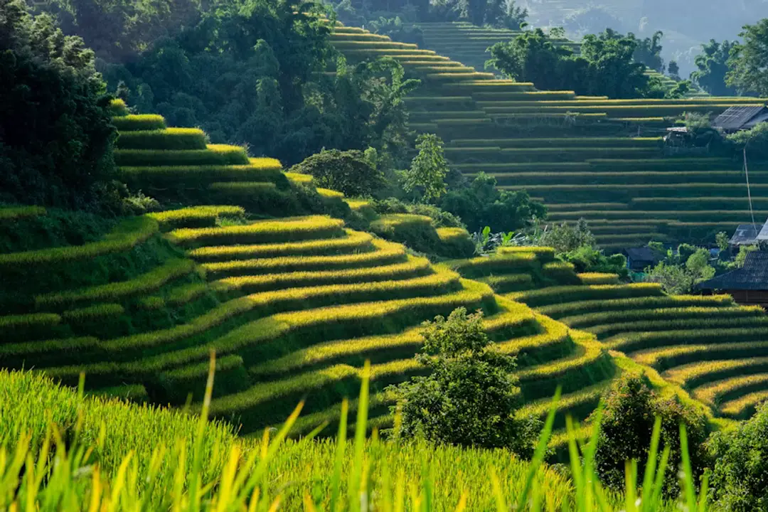 vietnam-sapa-rizières.avif