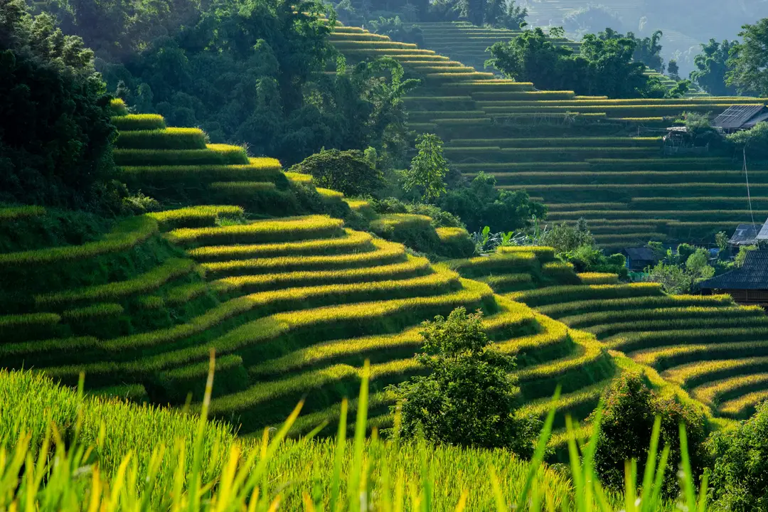 vietnam-sapa-rizières-vertes.jpg