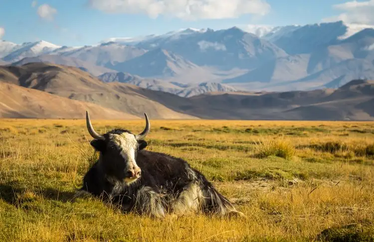 voyage-Tadjikistan-traversee-du-Pamir-a-pied-j8
