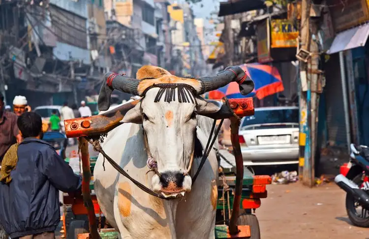 voyage-immersion-petit-groupe-rajasthan-j13