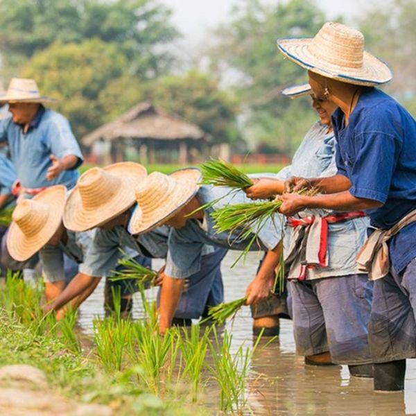 plantation-riz-hommes-agriculture-thaïlande
