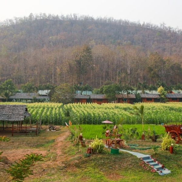 village-thaïlande-agriculture-culture 